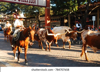 Ft Worth, TX, USA November 4 A cowboy leads longhorn bulls from their pen during the daily Fort Worth Stockyards in the Texas city
