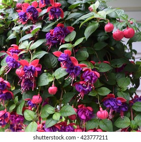 Fuchsia 3