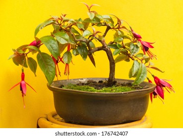 Fuchsia Bonsai, Blossoming 