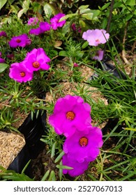 El color fucsia Portulaca