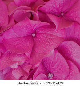 Fuchsia Colored Hortensia Closeup, Natural Background