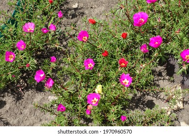 Pink Ten O Clock Flower Images Stock Photos Vectors Shutterstock