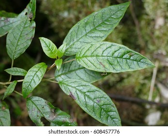 Fuchsia Excorticata, Commonly Known As Tree Fuchsia, New Zealand Fuchsia And By Its M?ori Name K?tukutuku, Is A New Zealand Native Tree