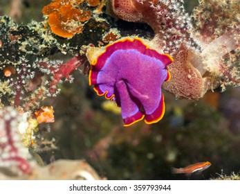 Fuchsia Flatworm