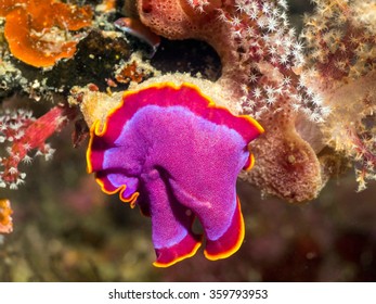 Fuchsia Flatworm