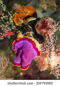 Fuchsia Flatworm