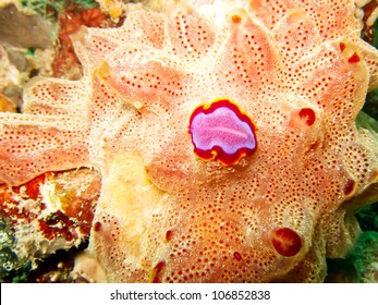 Fuchsia Flatworm, Panglao, Philippines