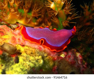 Fuchsia Flatworm, Panglao, Philippines