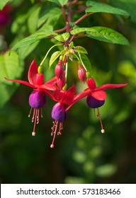 Fuchsia flower grows in the northern part of Thailand especially on the mountain area which has colder weather. 
