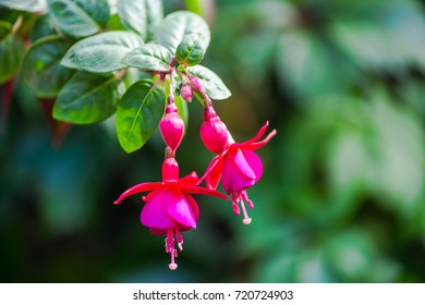 Fuchsia Flowers