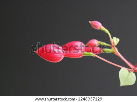 Fuchsia flowers and bloom