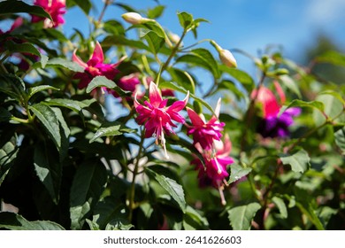 Flores color fucsia florecen