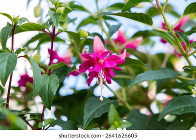 Flores color fucsia florecen