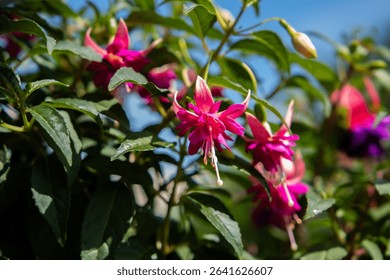 Flores color fucsia florecen