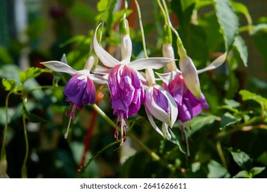 Flores color fucsia florecen