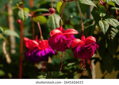 Flores color fucsia florecen