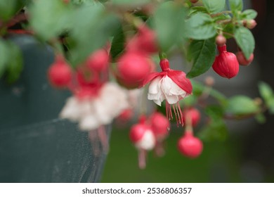 Fuchsia flowers blooming in a vibrant garden on sunny afternoon, showcasing their striking red and white hues in full splendor. Selective focus, blurred nature background - Powered by Shutterstock