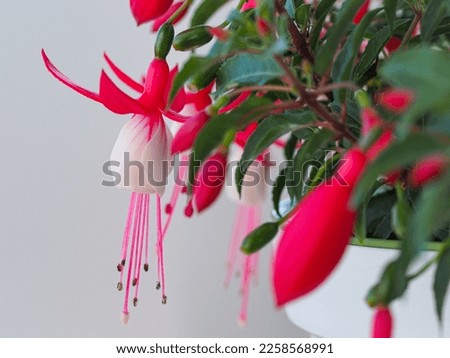Fuchsia hybrida with bright pink and white blossoms, close up. Fuchsias are popular houseplant with decorative, pendulous, teardrop shape flowers. Fuchsia is flowering plant in the family Onagraceae.