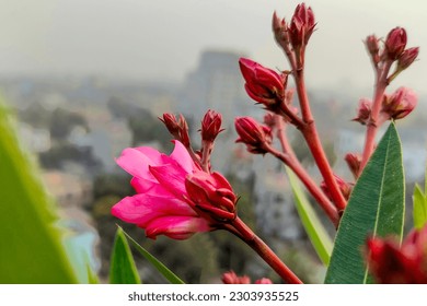 Fuchsia Oleander Flowers on Terrace Closer Landscape in The Sky