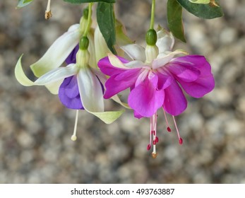 
Fuchsia paniculata ,Blauer Engel, plant. Onagraceae family
