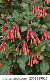 Fucsia triphylla  Flores