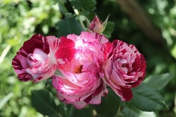 Fuchsiae, Color Púrpura Y Lila Con Flores De Arbusto Moderno Inverso Blanco Rose Belle De Segosa En Un Jardín En Julio De 2021