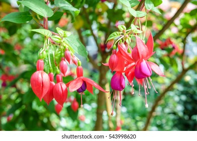 Fucshia