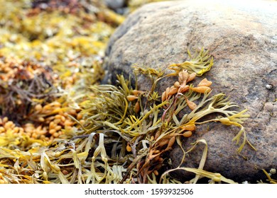 Fucus Algae On The Rocks