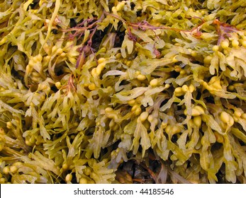 Fucus Is A Genus Of Brown Alga In The Class Phaeophyceae