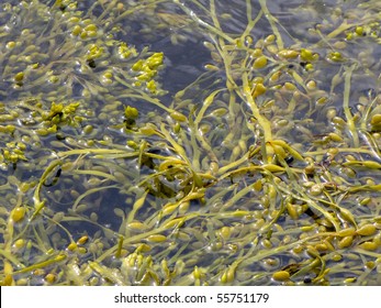 Fucus Is A Genus Of Brown Alga In The Class Phaeophyceae