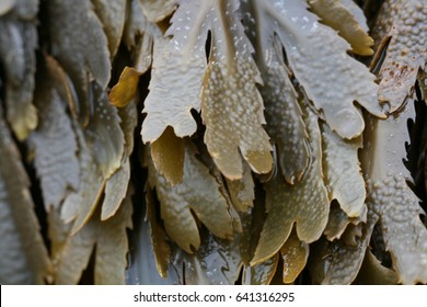 Fucus Seaweed