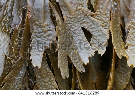 Fucus seaweed