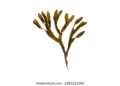 Fucus vesiculosus, bladder wrack, black tang, rockweed, sea grapes, bladder fucus, sea oak, cut weed, dyers fucus, red fucus or rock wrack brown seaweed isolated on white - Shutterstock ID 2285222383