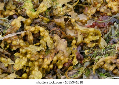 Fucus vesiculosus, bladder wrack or bladderwrack, is a seaweed found on the coasts of the North Sea