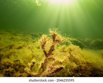 Fucus vesiculosus or bladderwrack lit up by rays of sunlight penetrating the water. Picture from The Sound between Sweden and Denmark