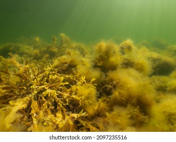 Fucus vesiculosus or bladderwrack lit up by rays of sunlight penetrating the water. Picture from The Sound between Sweden and Denmark