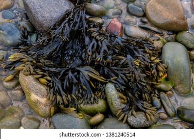Fucus vesiculosus - Bladderwrack seaweed amongst rocks on shoreline.