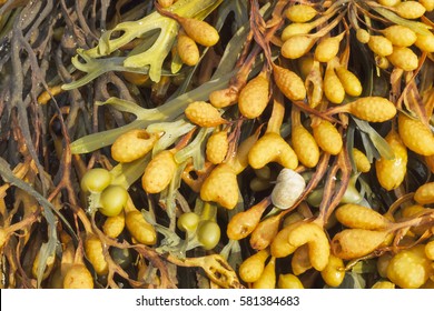 Fucus Vesiculosus Close-up