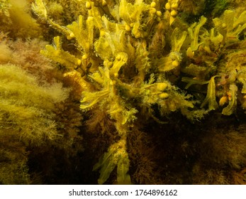Fucus vesiculosus, known by the common names bladderwrack, black tang, rockweed, bladder fucus, sea oak, cut weed, dyers fucus, red fucus, and rock wrack. It was the original source of iodine