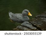 The Fuegian steamer duck,   Magellanic flightless steamer duck (Tachyeres pteneres). 