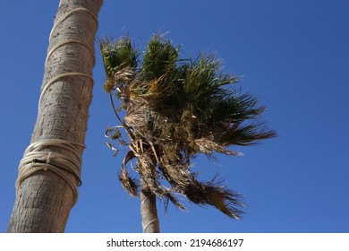 Fuerteventura, South Eastern Beach Of Playa 