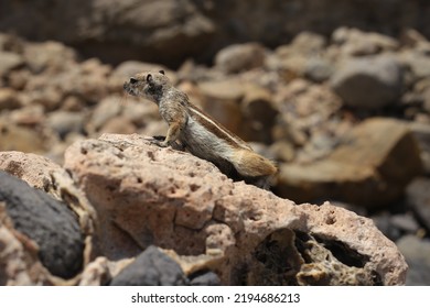 Fuerteventura, South Eastern Beach Of Playa 