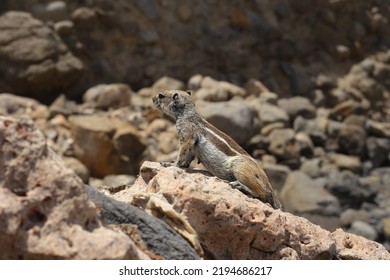 Fuerteventura, South Eastern Beach Of Playa 