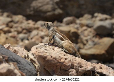 Fuerteventura, South Eastern Beach Of Playa 