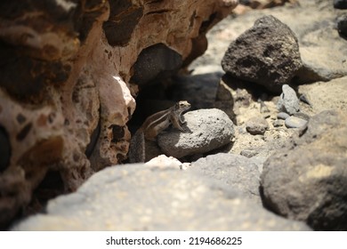 Fuerteventura, South Eastern Beach Of Playa 