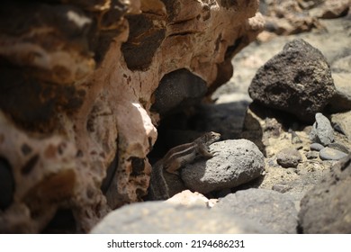 Fuerteventura, South Eastern Beach Of Playa 