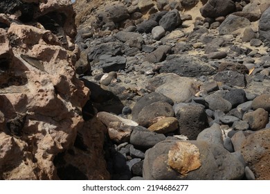 Fuerteventura, South Eastern Beach Of Playa 