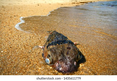 Fugu Dead Fish Washed Ashore Thailand Stock Photo 1435611779 | Shutterstock