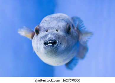 Fugu puffer blowfish fish Arothron Hispidus in aquarium as nature underwater sea life background