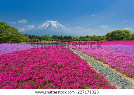 Fuji with the field of pink moss at Shibazakura festival, Yamanashi, Japan